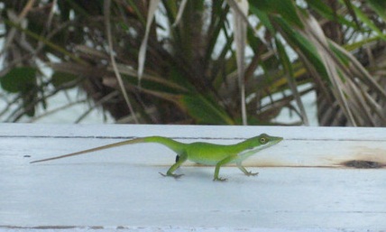 Lizard