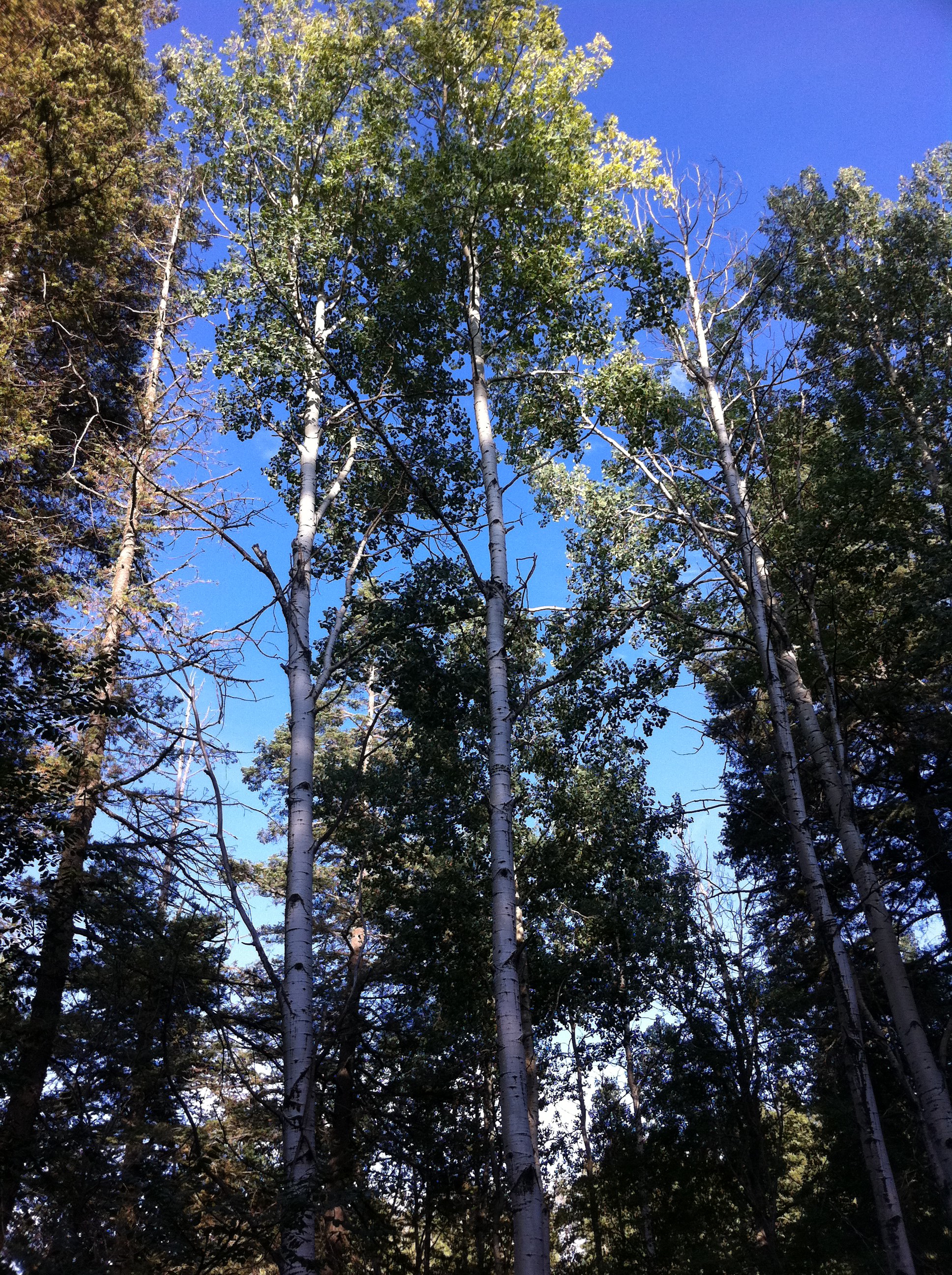 Aspen tress