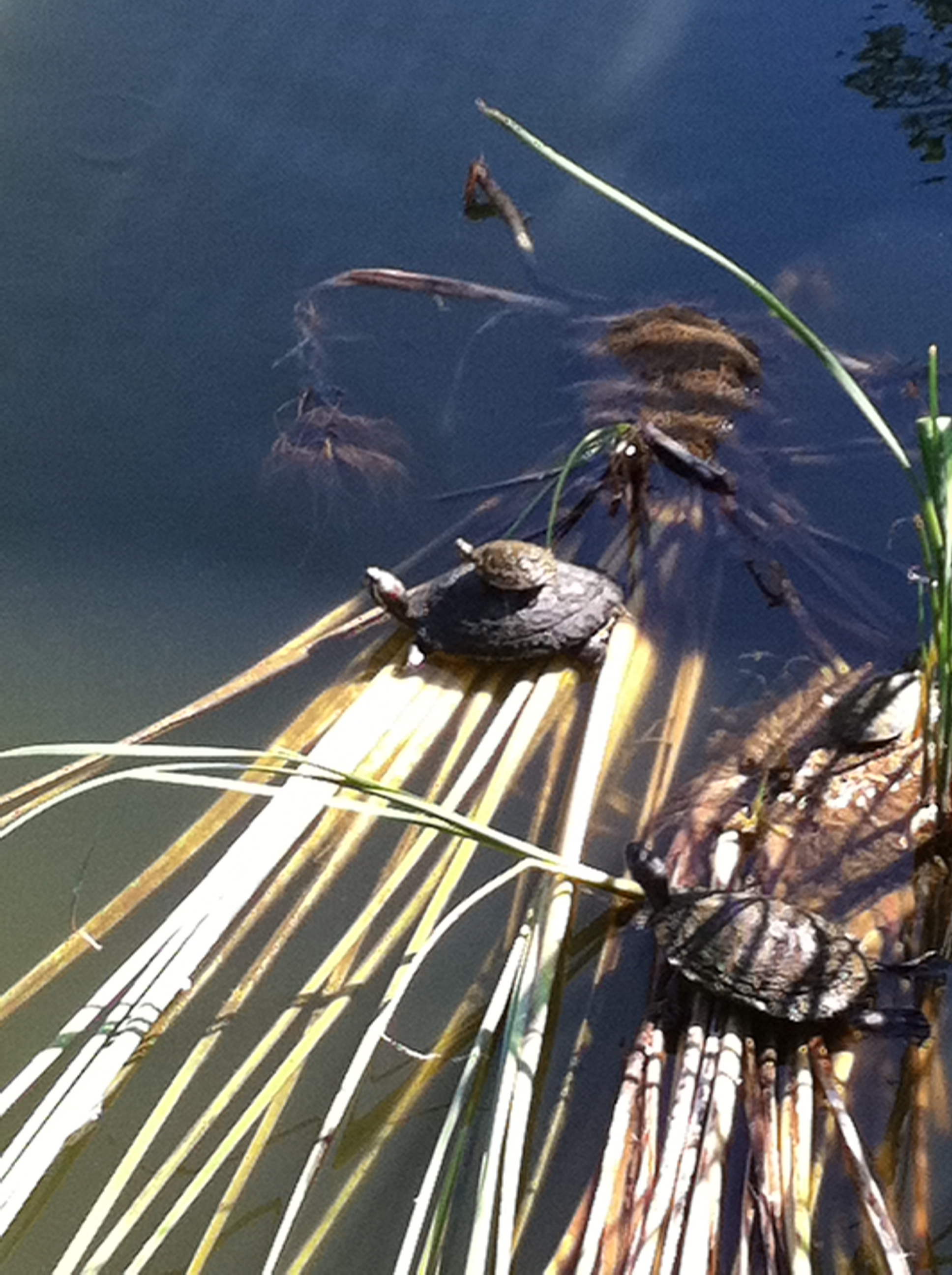 Turtles!
